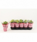 Kalanchoe