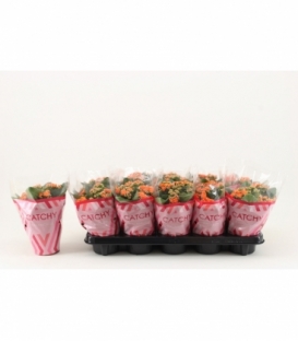 Kalanchoe