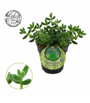 Delosperma