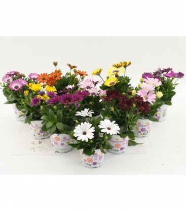 Osteospermum