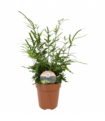 Pteris
