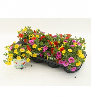Calibrachoa