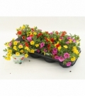 Calibrachoa