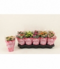 Kalanchoe