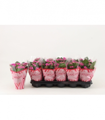 Kalanchoe
