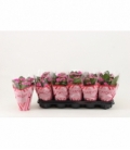Kalanchoe