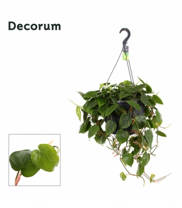Philodendron