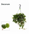 Philodendron