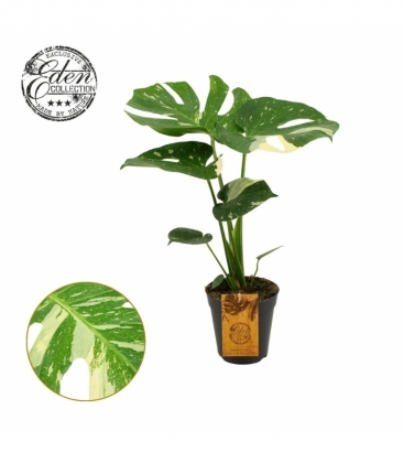Monstera