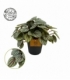Peperomia