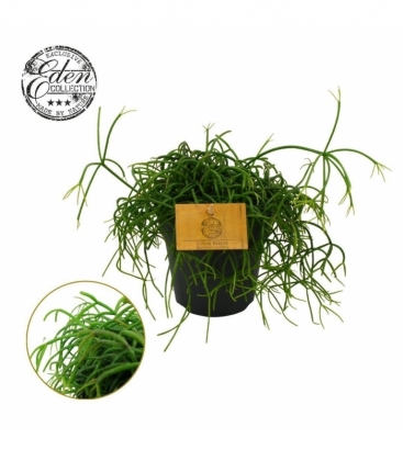 Rhipsalis