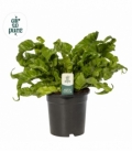 Asplenium