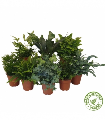 Fern