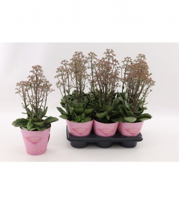 Kalanchoe