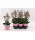 Kalanchoe
