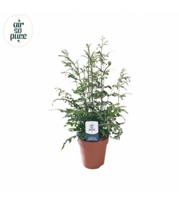 Pteris