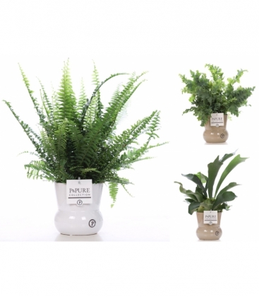 Fern