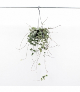 Hoya