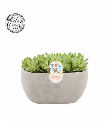 Crassula