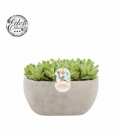 Crassula