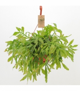 Rhipsalis