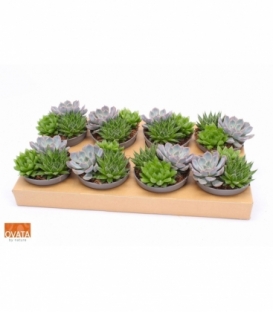 succulents