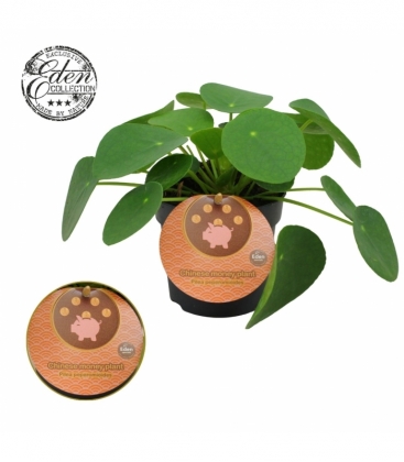 Pilea