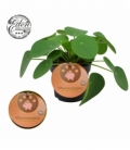 Pilea
