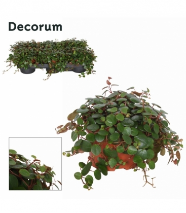 Peperomia