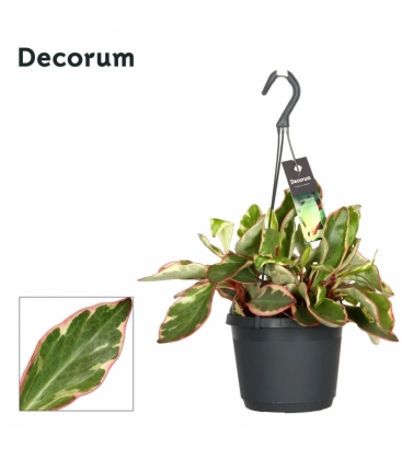 Peperomia