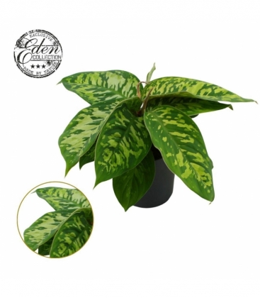 Homalomena