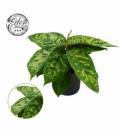 Homalomena