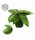 Homalomena