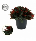 Peperomia