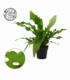 Microsorum