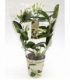 Stephanotis