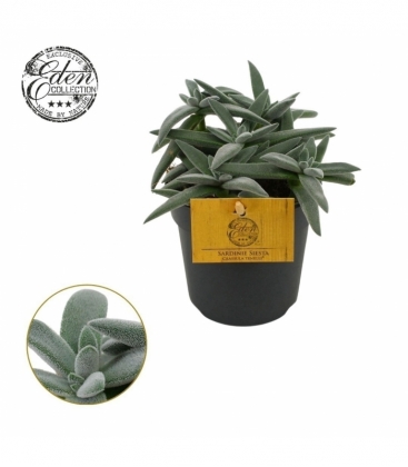 Crassula
