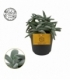 Crassula
