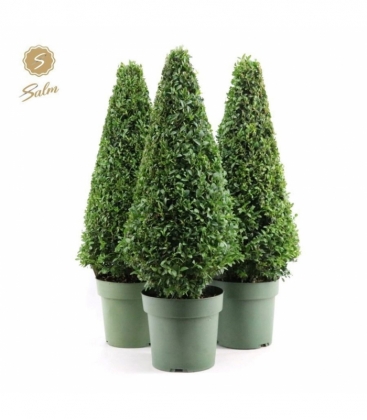 Buxus