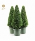 Buxus