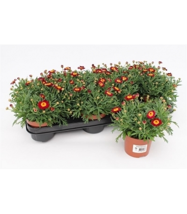 Argyranthemum