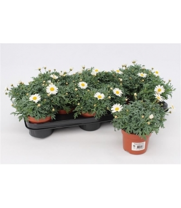 Argyranthemum