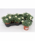 Argyranthemum