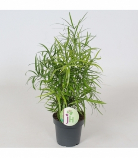 Asparagus
