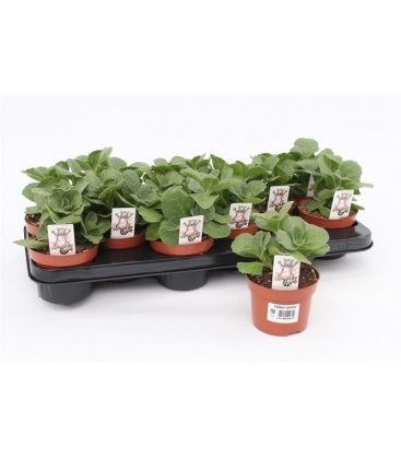 Coleus