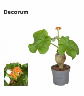 Jatropha