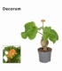 Jatropha