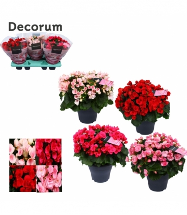 Begonia