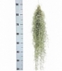 Tillandsia