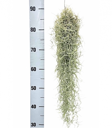 Tillandsia